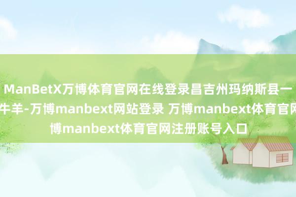 ManBetX万博体育官网在线登录昌吉州玛纳斯县一共30万余头只牛羊-万博manbext网站登录 万博manbext体育官网注册账号入口